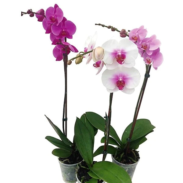 Moth Orchids Plant - Phalaenopsis orchids