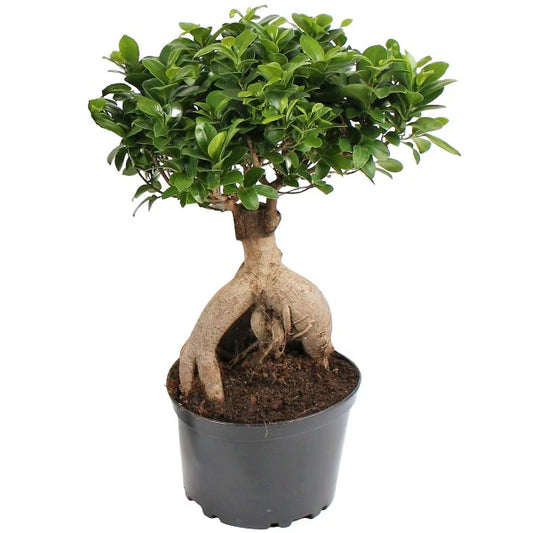 Ficus Ginseng Bonsai Plant