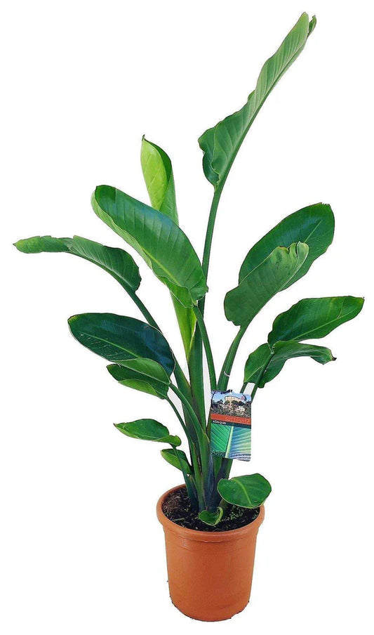 Bird of Paradise Plant, Strelitzia Nicolai