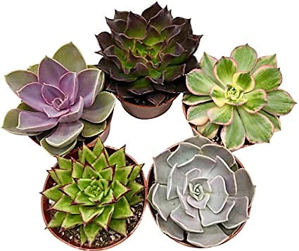 Mini succulents "Per Piece" Plant