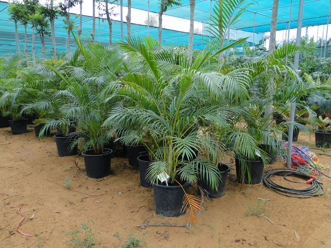 Areca Palm , Chrysalidocarpus lutescens (Outdoor)