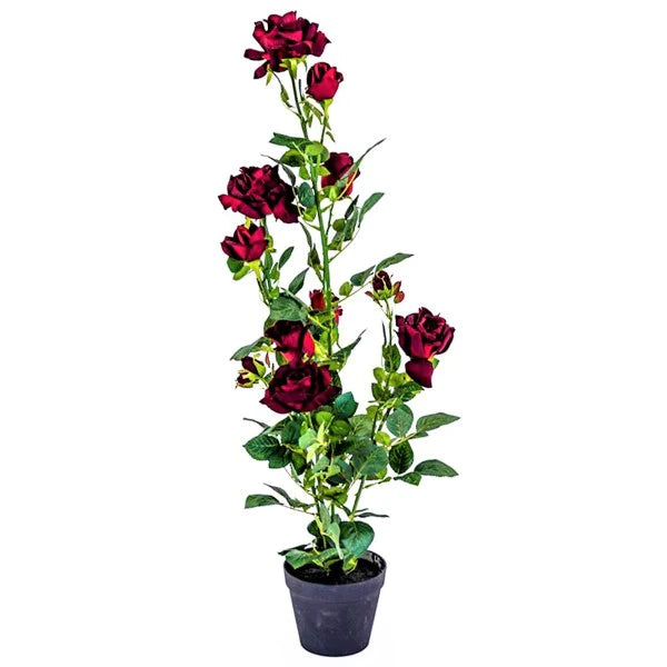 Rose Plant Outdoor