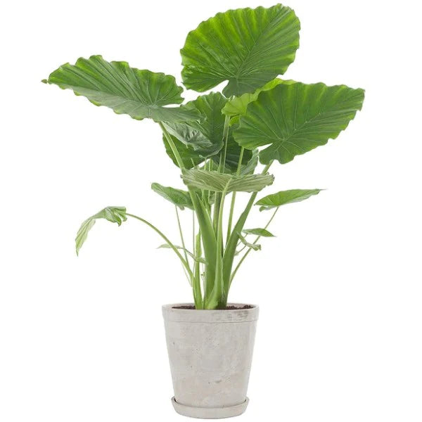 Alocasia Gageana, Elephant Ear, Alocasia California