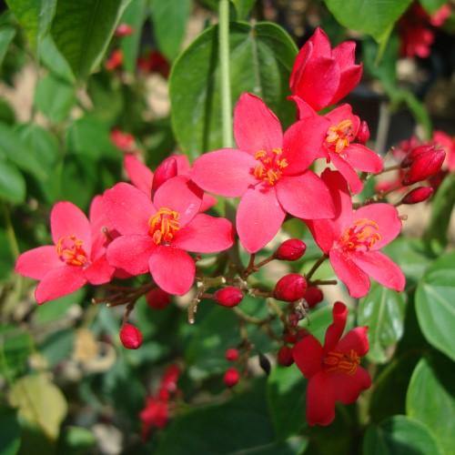 Jatropha Integerrima, Peregrine, Spicy Jatropha