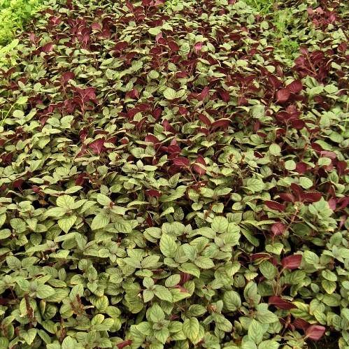 Ajuga Reptans, Bugleherb (small)