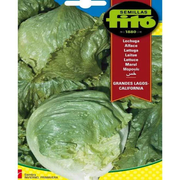 Lettuce Grandes Lagos California Seeds