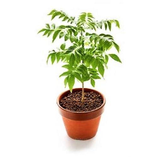 Cassia Surattensis, Scrambled Egg Plant