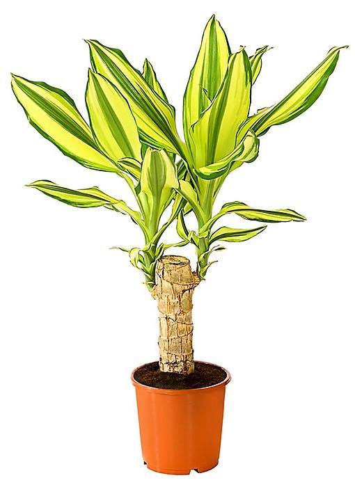Dracaena Fragrans Yellow Coast Plant