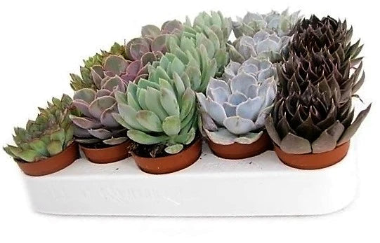 Mini succulents "Per Piece" Plant