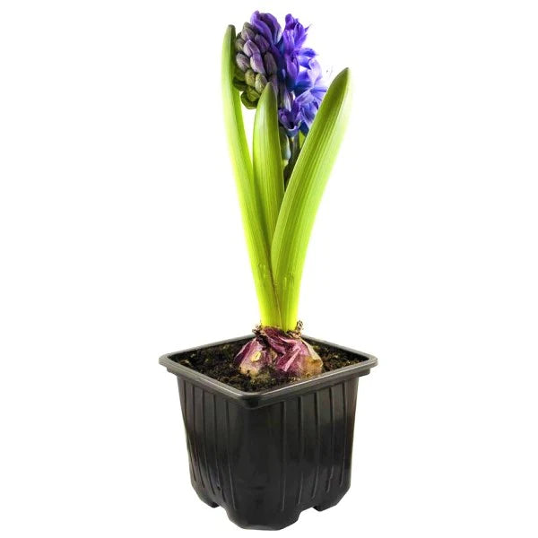 Hyacinth Bulb Fragrance Plant