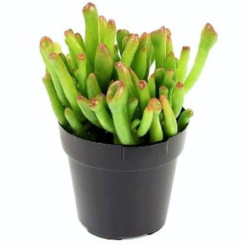 Crassula Ovata, Hobbit Plant