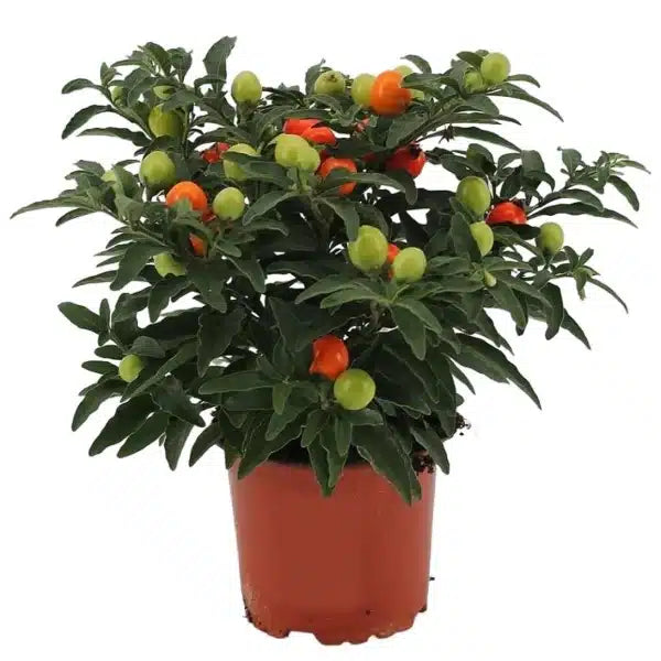 Jerusalem cherry, Solanum pseudocapsicum