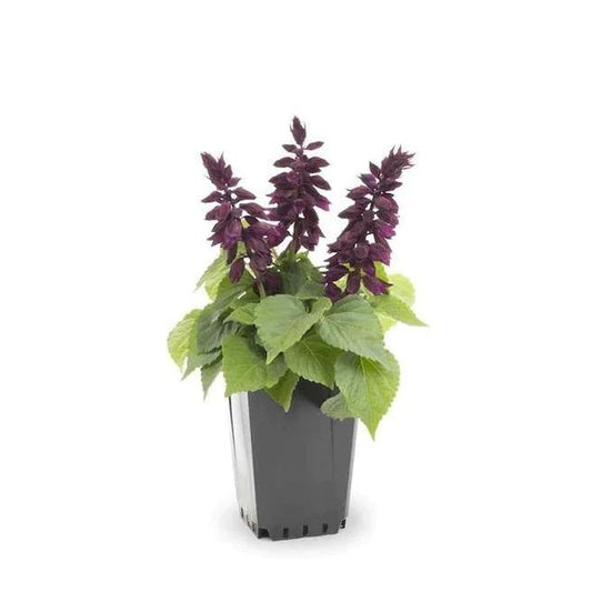 Sage of the diviners Plant (small)