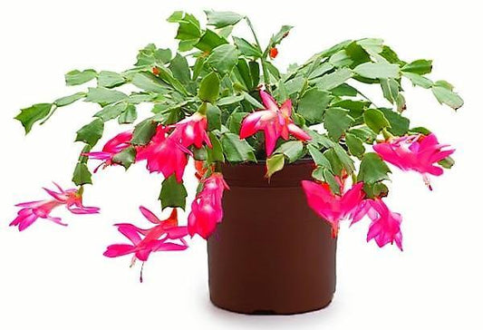 Christmas Cactus Plant