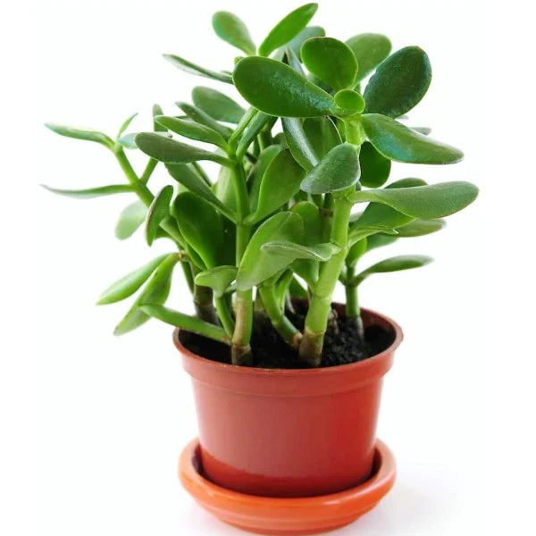 Money Tree - Dollar Plant - Jade Plant - Jade Tree