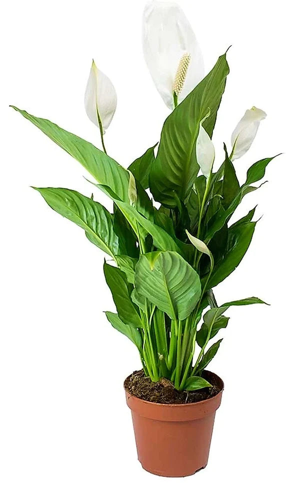 Peace Lily Plant - Spathiphyllum