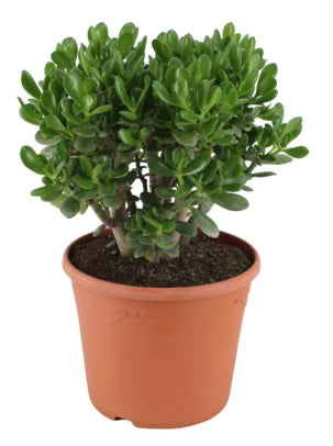 Money Tree - Dollar Plant - Jade Plant - Jade Tree