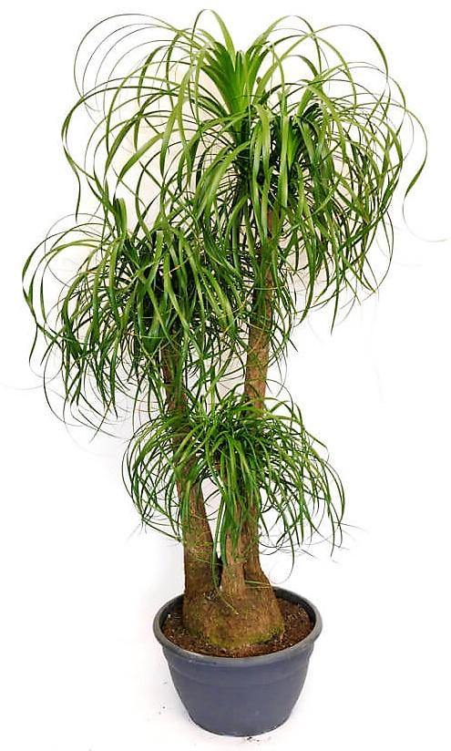 Elephant’s Foot, Beaucarnea Recurvata, Ponytail Palm