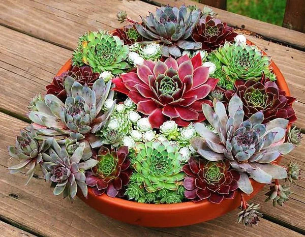 Hens & Chicks, Sempervivum, Houseleeks Mixed
