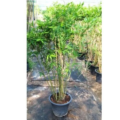 Bambusa multiplex, Chinese Dwarf Bamboo