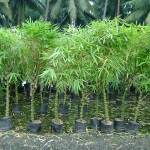 Bambusa Ventricosa, Buddha’s Belly Bamboo