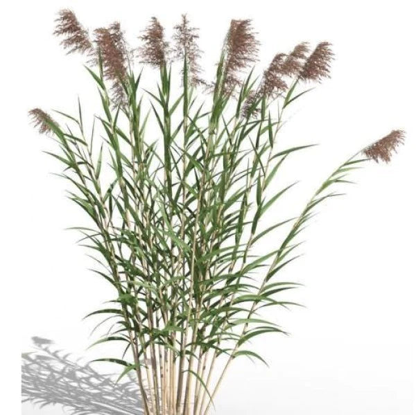 Phragmites Australis, Common Reed