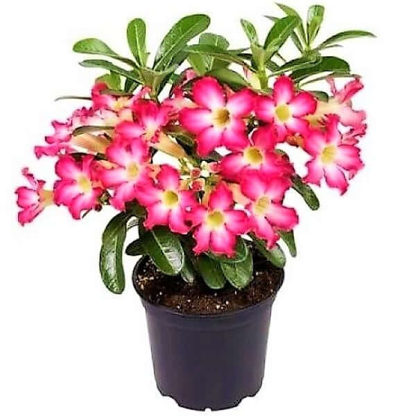 Adenium Obesum, Desert Rose