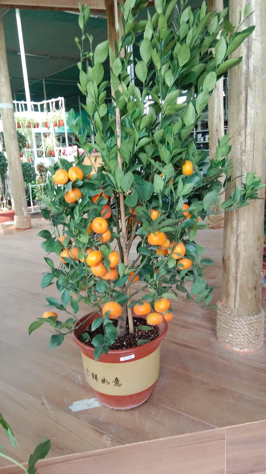Mandarin orange Plant