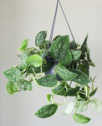 Satin Pothos Hanging Plant