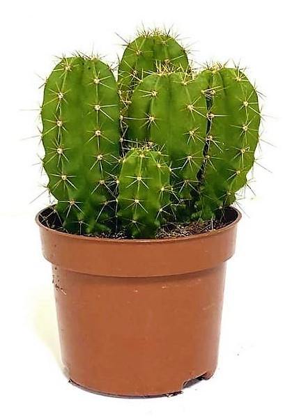 Echino Cactus
