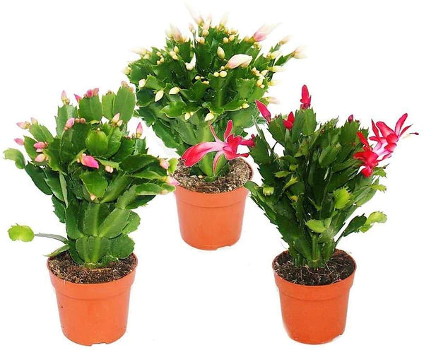 Christmas Cactus Plant