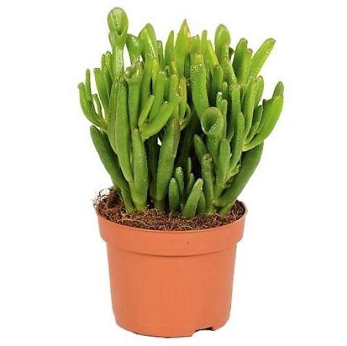 Crassula Ovata, Hobbit Plant