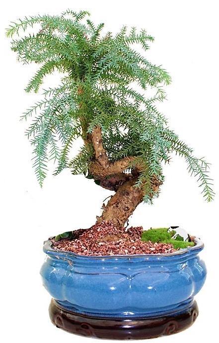 Araucaria Bonsai Decor Plant