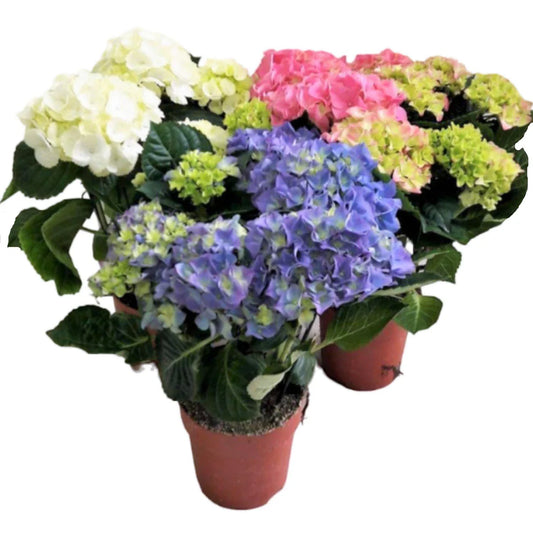 Hydrangea Plant (Mix)
