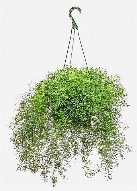 Asparagus Hanging Indoor Plant