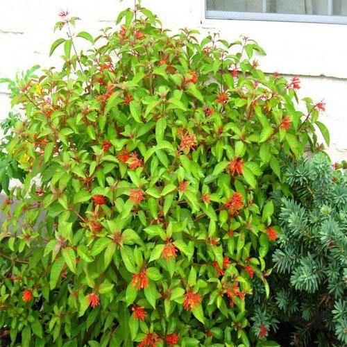 Fire Bush, Hamelia Patens