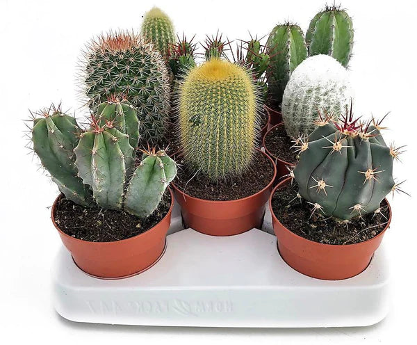Cactus Plant Mix 6 - 10 cm