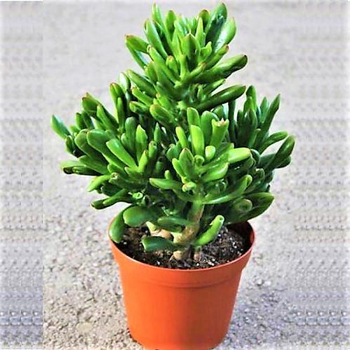 Crassula Ovata, Hobbit Plant