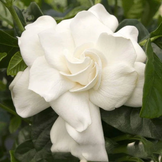 Cape Jasmine Indoor Plant - Gardenia Jasminoides