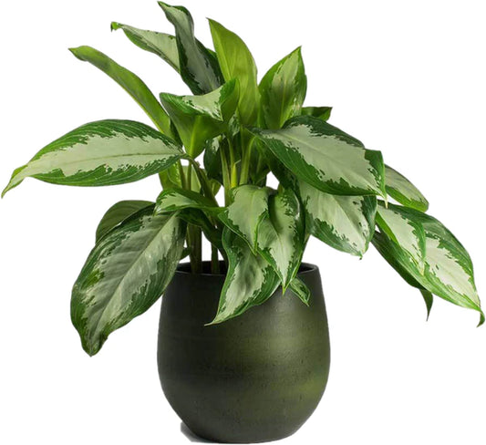 Aglaonema Pattaya Beauty Plant
