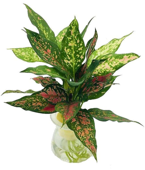 Aglaonema Sp , Wishes Plant