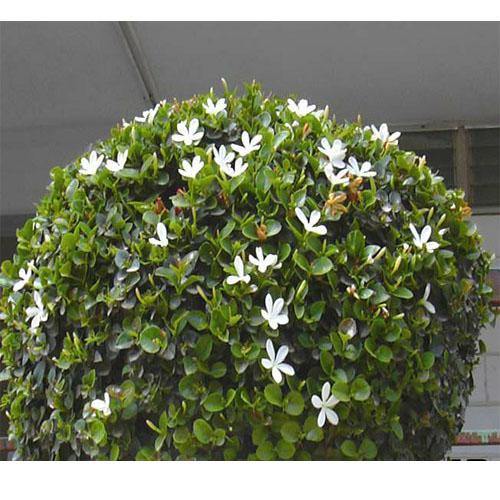 Carissa Grandiflora, Prostrata, Natal Plum