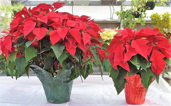 Euphorbia Pulcherrima (Titan Red), Poinsettia Plant