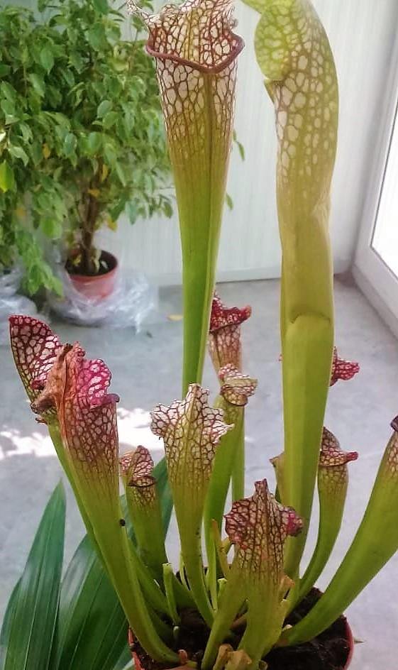 American Pitchers Plant