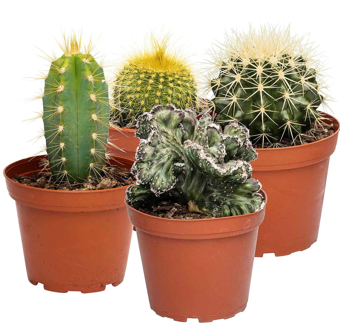 Ornamental Cactus Plant