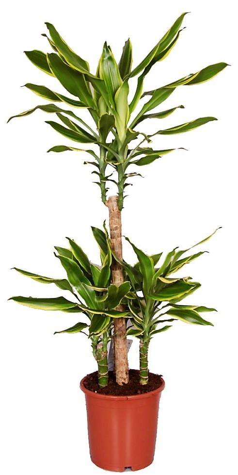 Dracaena Fragrans Golden Coast Plant