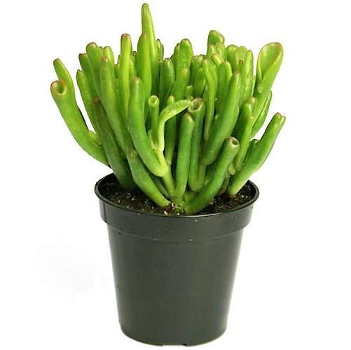 Crassula Ovata, Hobbit Plant