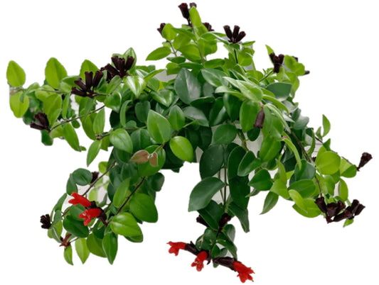 Mona Lisa Plant - Aeschynanthus - Lipstick