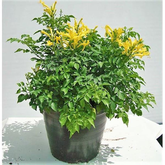 Tecomaria Capensis, Cape Honeysuckle, Red, Orange and Yellow