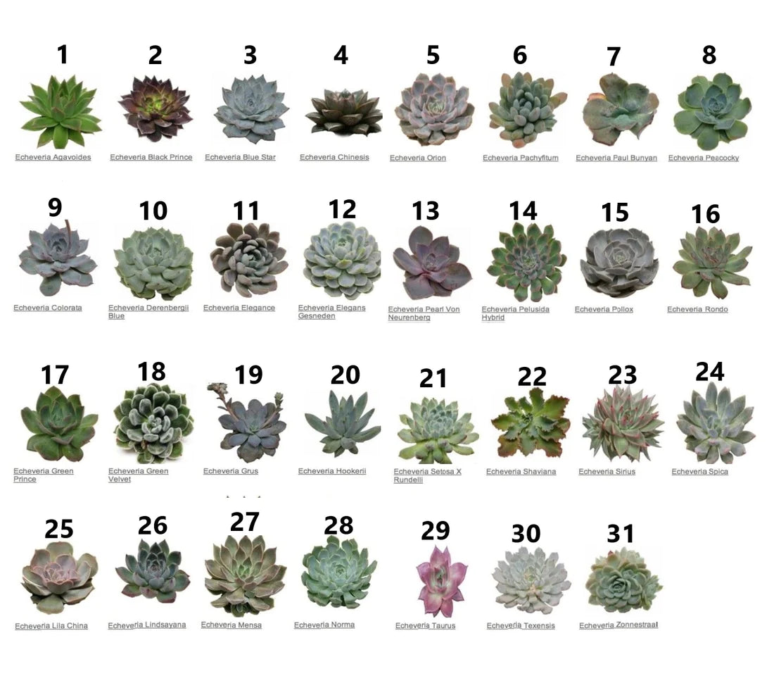 Mini succulents "Per Piece" Plant